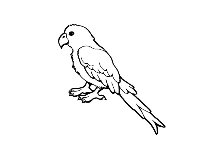 macaw coloring pages - photo #42